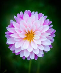 Foto profil DEWI RATNANINGRUM